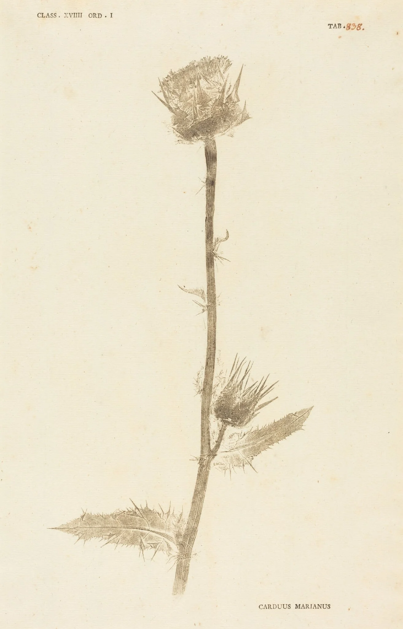 Carduus Maarianus, detail