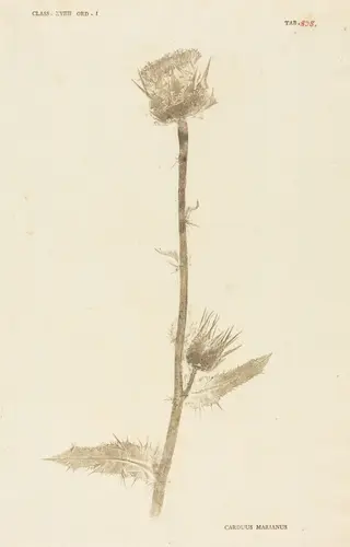 Carduus Maarianus, by Johann Hieronymus Kniphof, ink, 1760