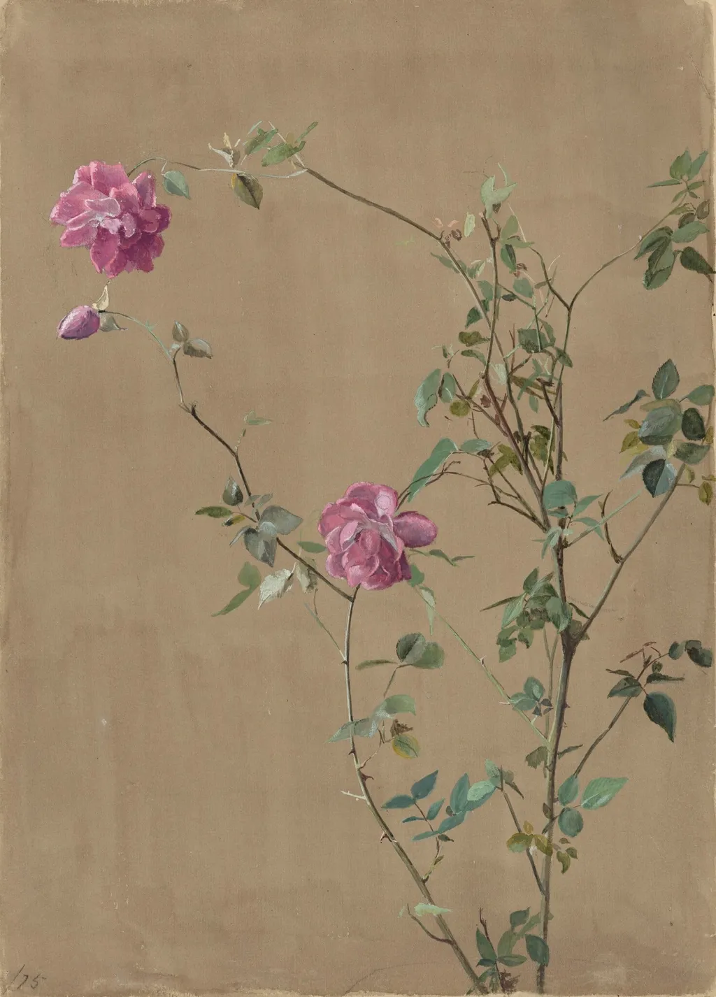 Pink Roses, by Fidelia Bridges, watercolor, 1875