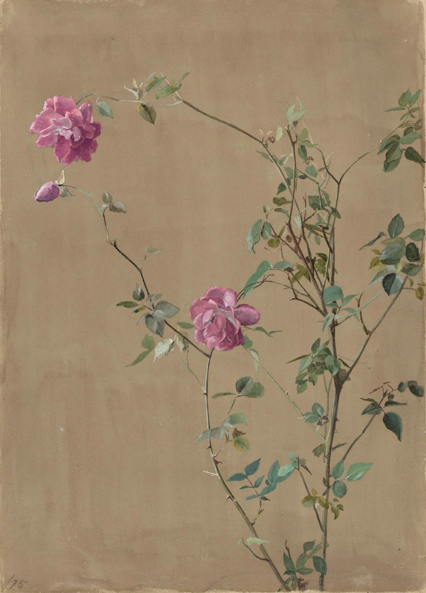 Pink Roses, detail