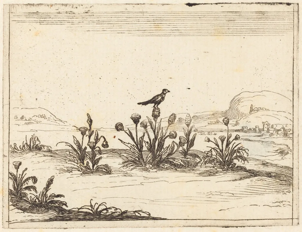 Bird Perched in a Thistle, by Jacques Callot, ink, 1628