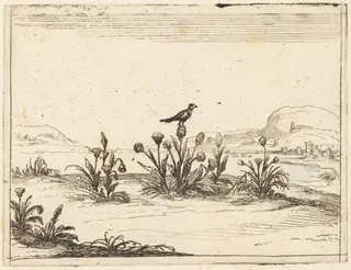 Bird Perched in a Thistle, by Jacques Callot, ink, 1628