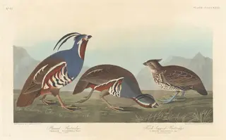 Plumed Partridge and Thick-legged Partridge, by Havell, Jr., Robert, ink, 1838