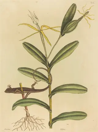 The Lyon Lizard (Lacerta 6-lineata), by Mark Catesby, ink, 1737
