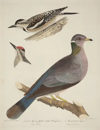 Young Yellow-bellied Woodpeckers and Band-tailed Pigeon, by Alexander Lawson, ink, 1810
