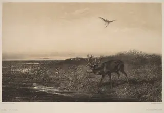 Le Soir.  Cerf et Herons, by Karl Bodmer, ink, 1851