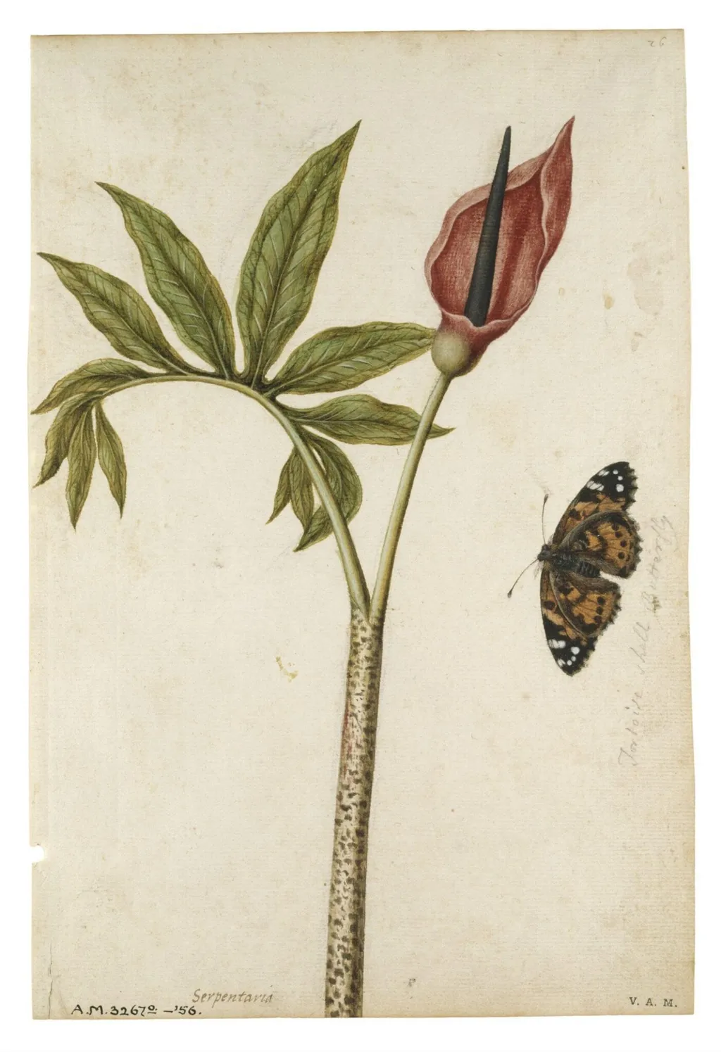 Dragon arum flower and tortoiseshell butterfly, by Jacques Le Moyne de Morgues, watercolor, 1568
