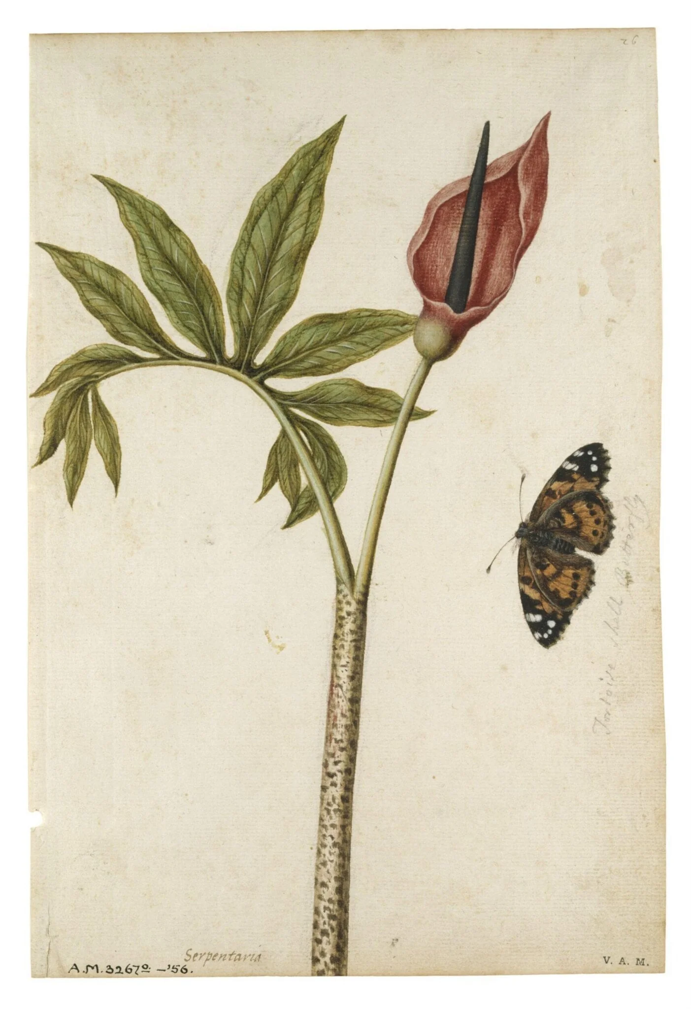 Dragon arum flower and tortoiseshell butterfly, detail