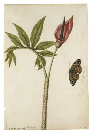 Dragon arum flower and tortoiseshell butterfly, by Jacques Le Moyne de Morgues, watercolor, 1568