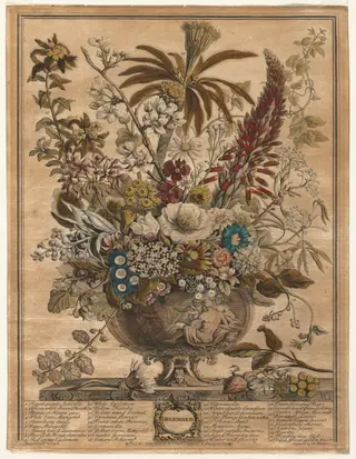 Twelve Months of Flowers:  December, by Henry Fletcher, 1730