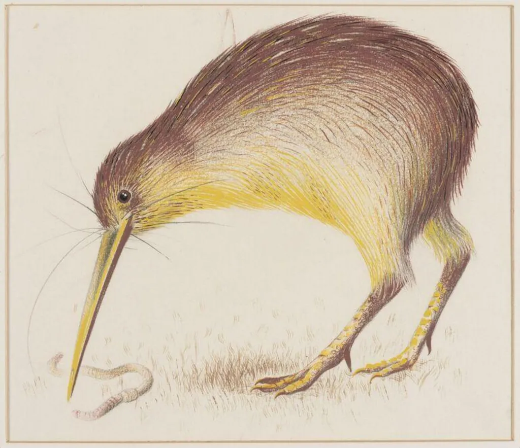 Kiwi, by Arthur Reginald Smith, watercolor