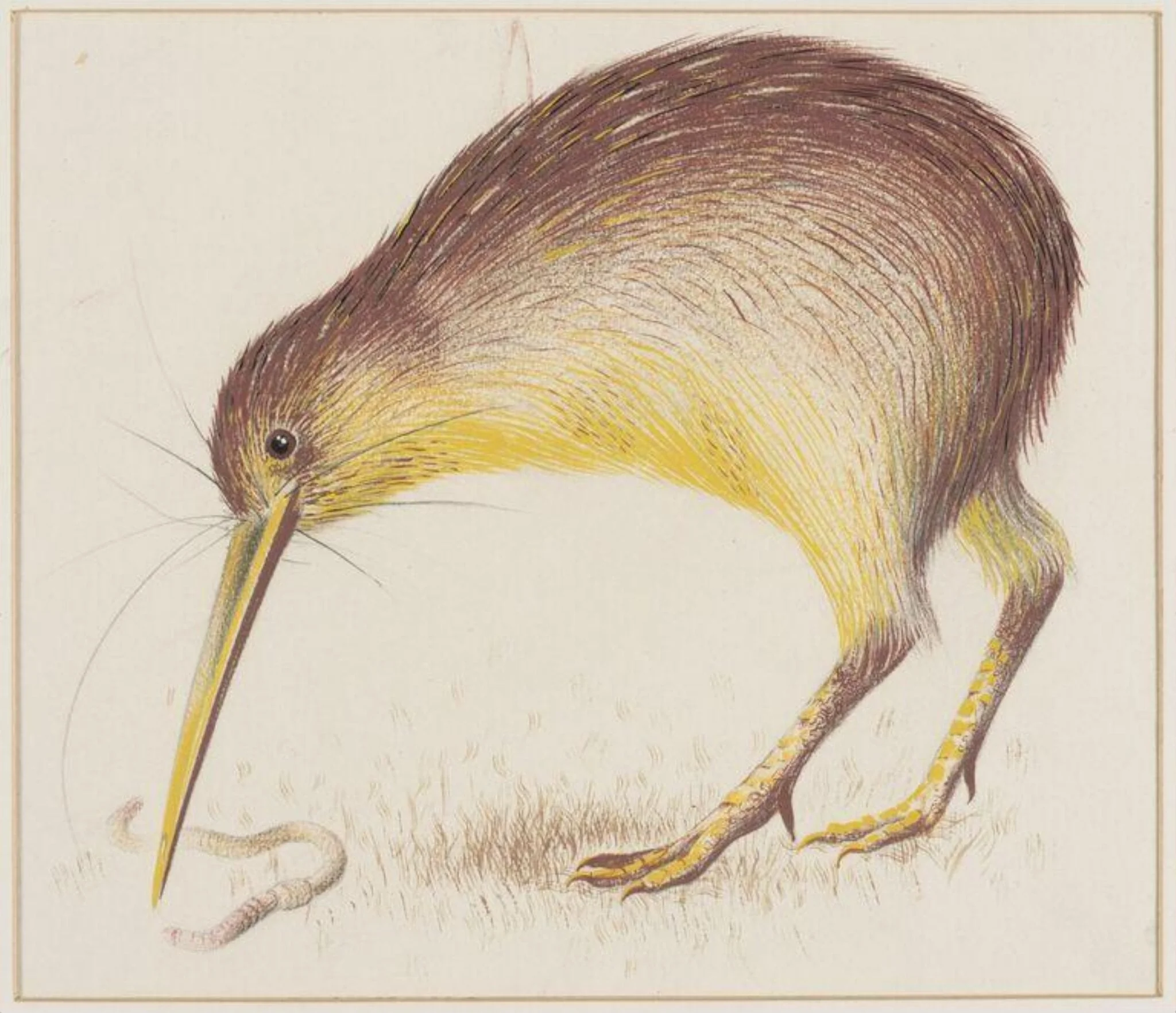 Kiwi, detail