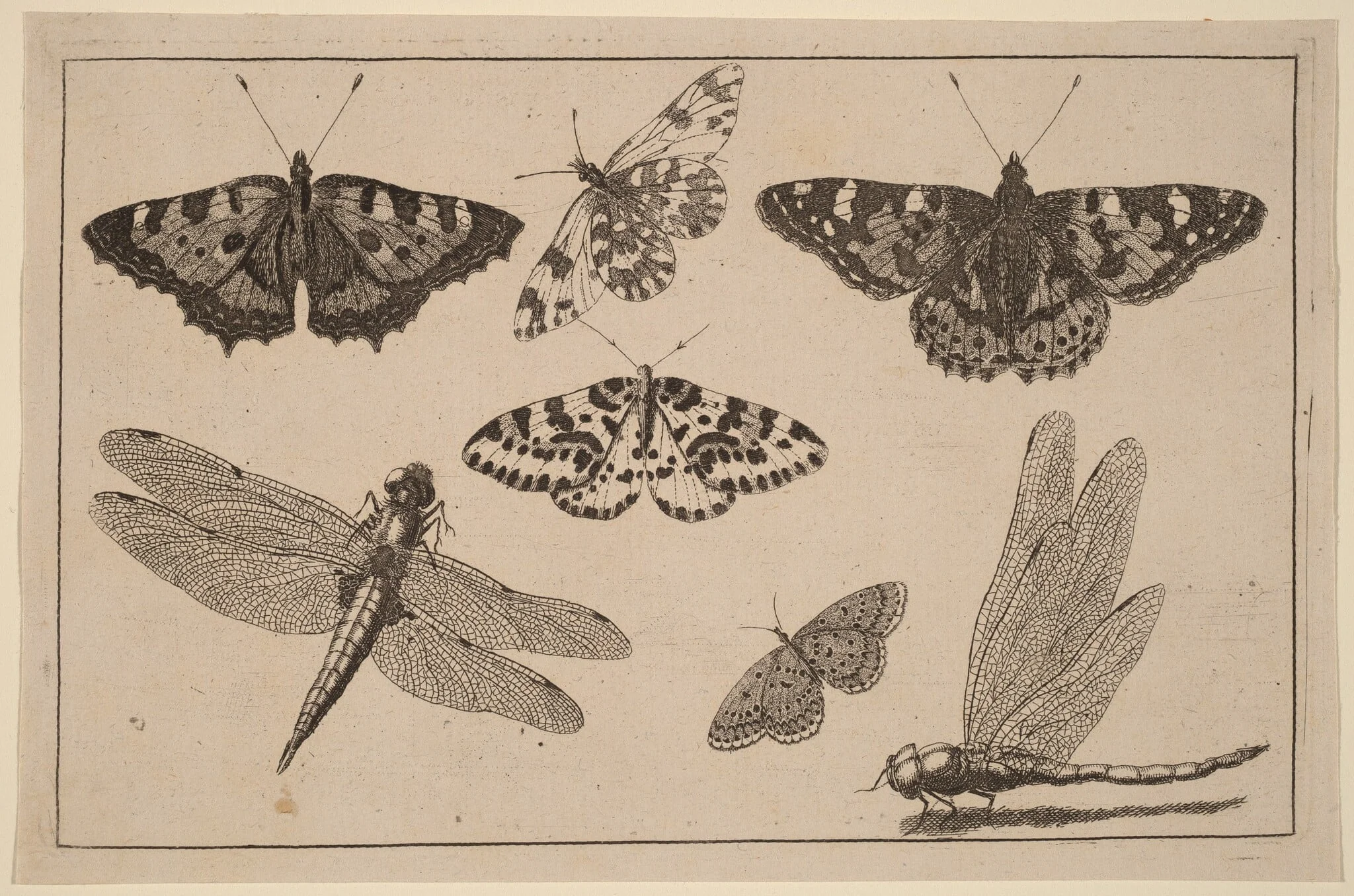 Two Dragonflies and Five Butterflies, detail