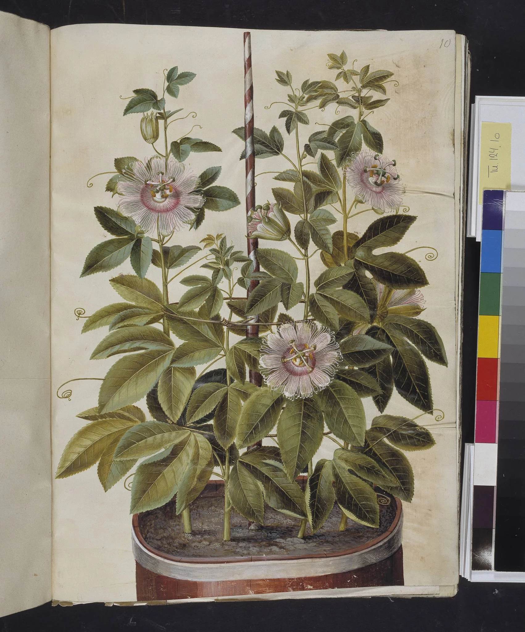Passiflora incarnata (passionsblomst), detail
