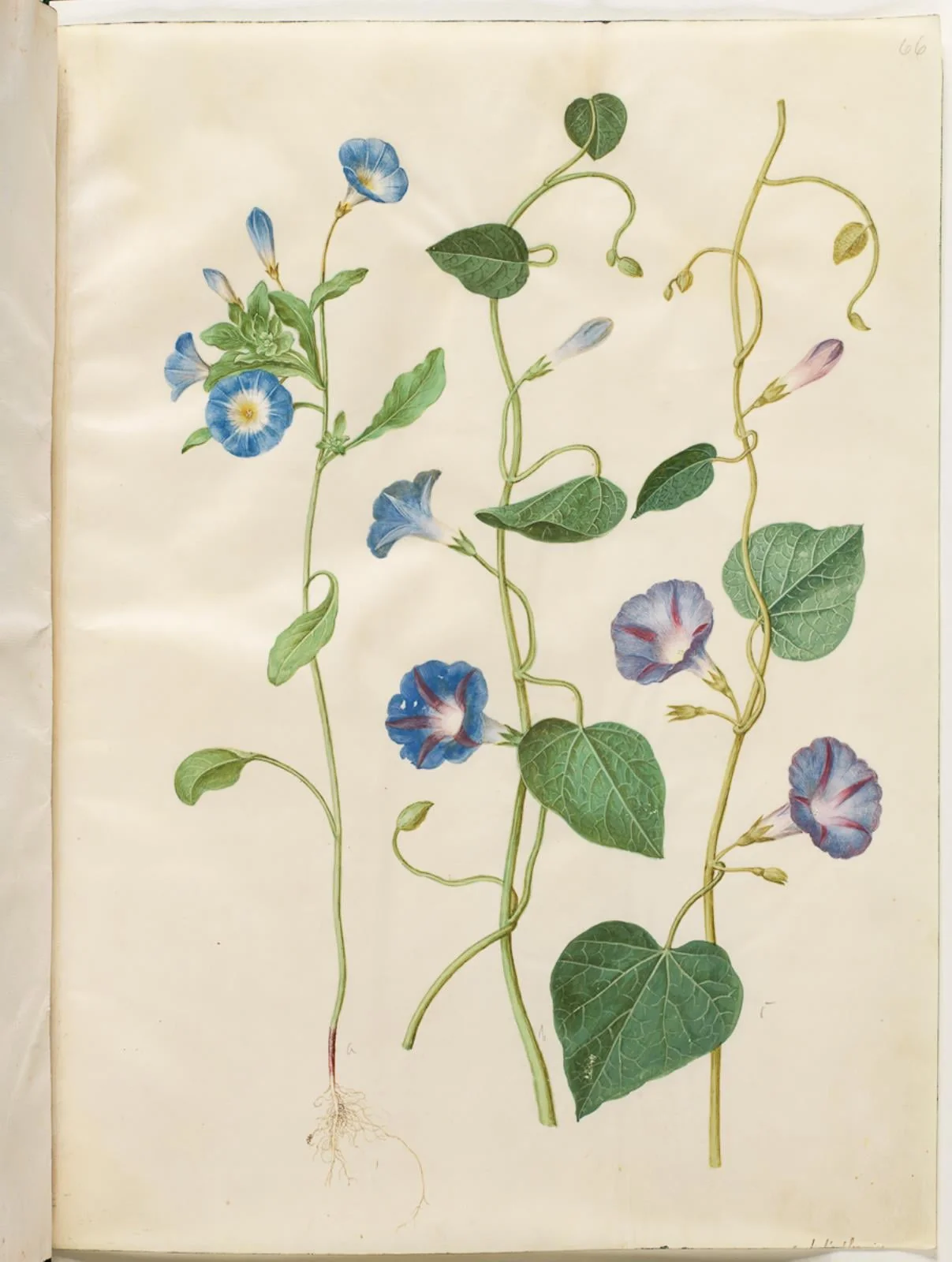 Convolvulus tricolor (jomfruskørt); Ipomoea purpurea (purpur-pragtsnerle), detail