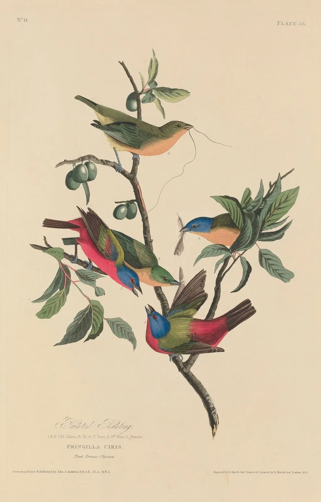 Painted Bunting, by Havell, Jr., Robert, ink, 1829