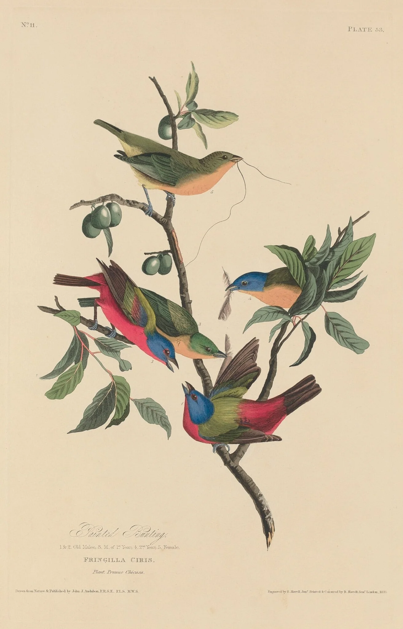 Painted Bunting, detail