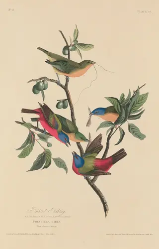 Painted Bunting, by Havell, Jr., Robert, ink, 1829