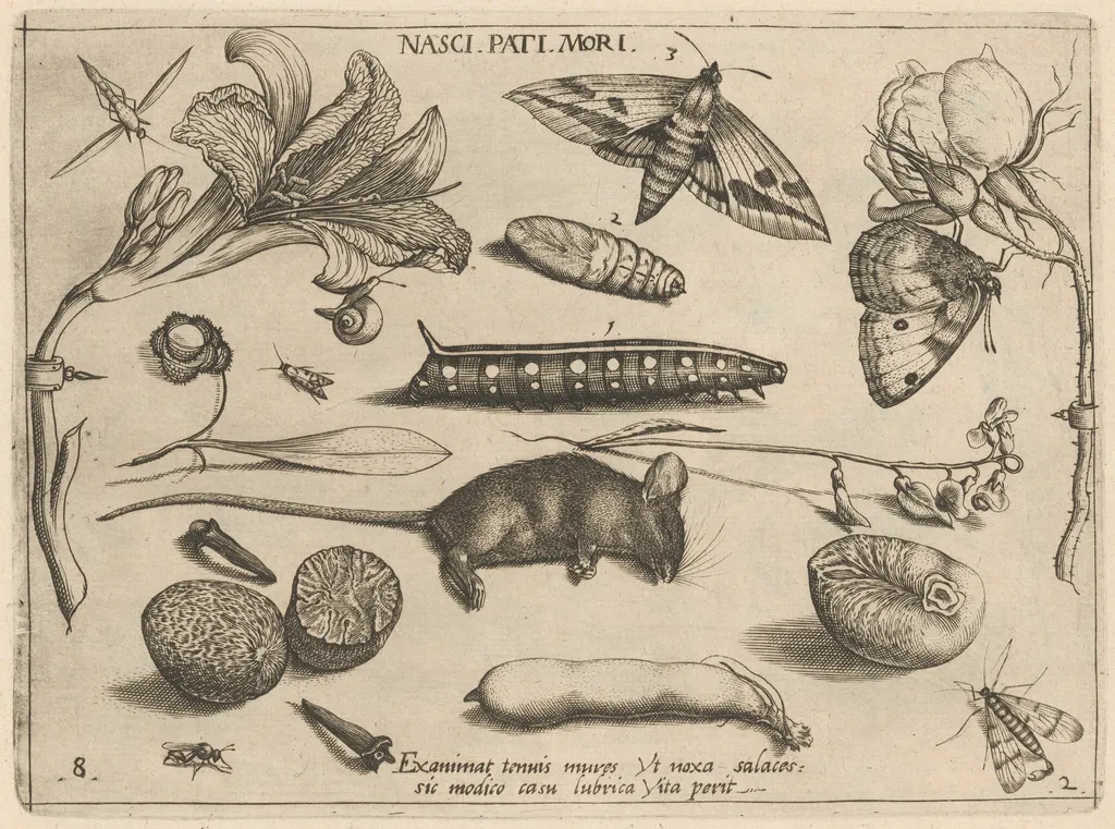 Archetypa studiaque patris Georgii Hoefnagelii [Part 2, Plate 8], by Jacob Hoefnagel, ink, 1592