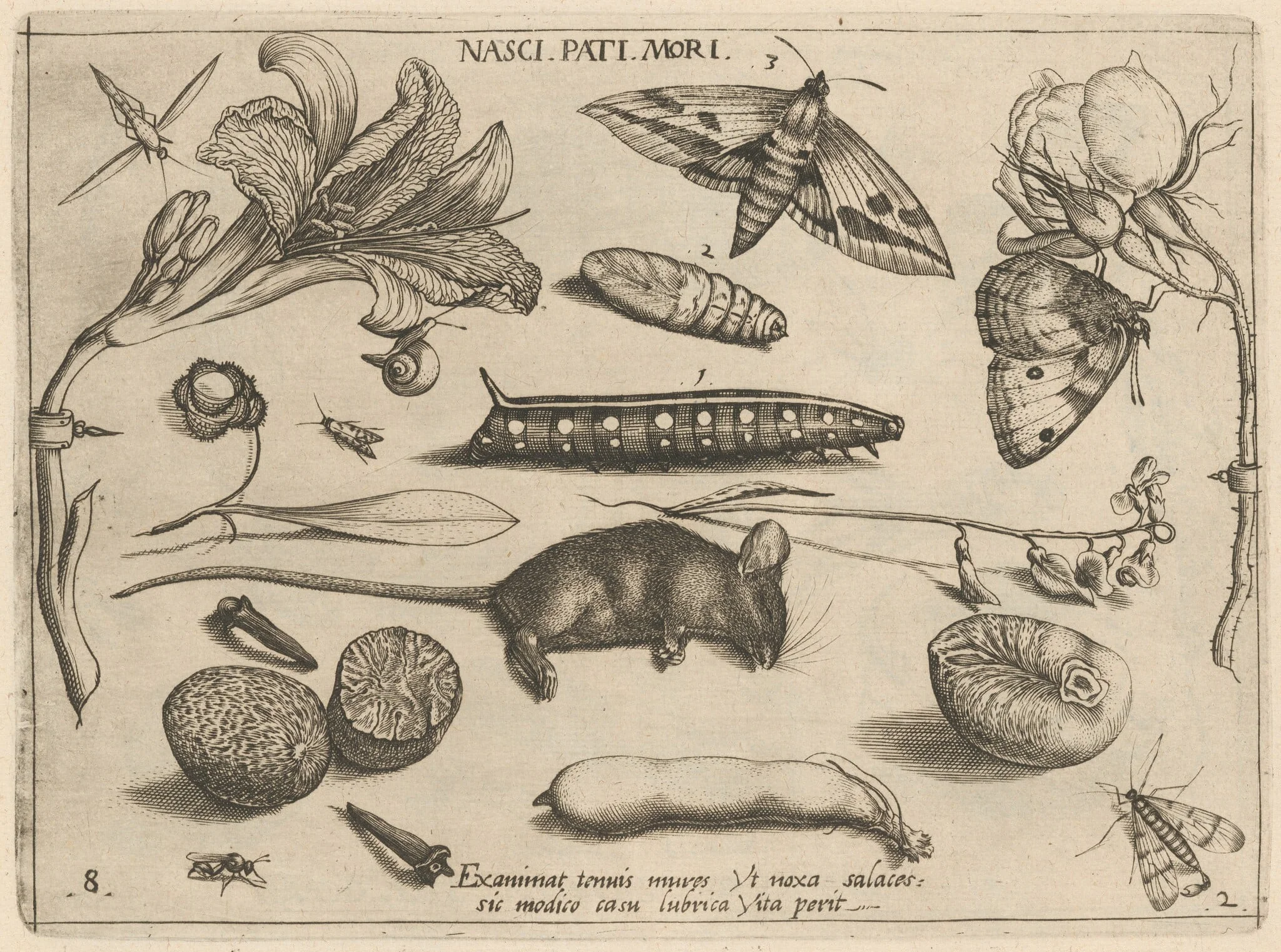 Archetypa studiaque patris Georgii Hoefnagelii [Part 2, Plate 8], detail