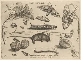 Archetypa studiaque patris Georgii Hoefnagelii [Part 2, Plate 8], by Jacob Hoefnagel, ink, 1592