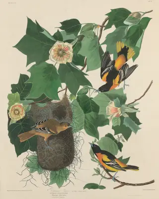 Baltimore Oriole, by Havell, Jr., Robert, ink, 1827