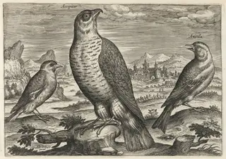 Hawk and Sparrows, by Adriaen Collaert, ink, 1600