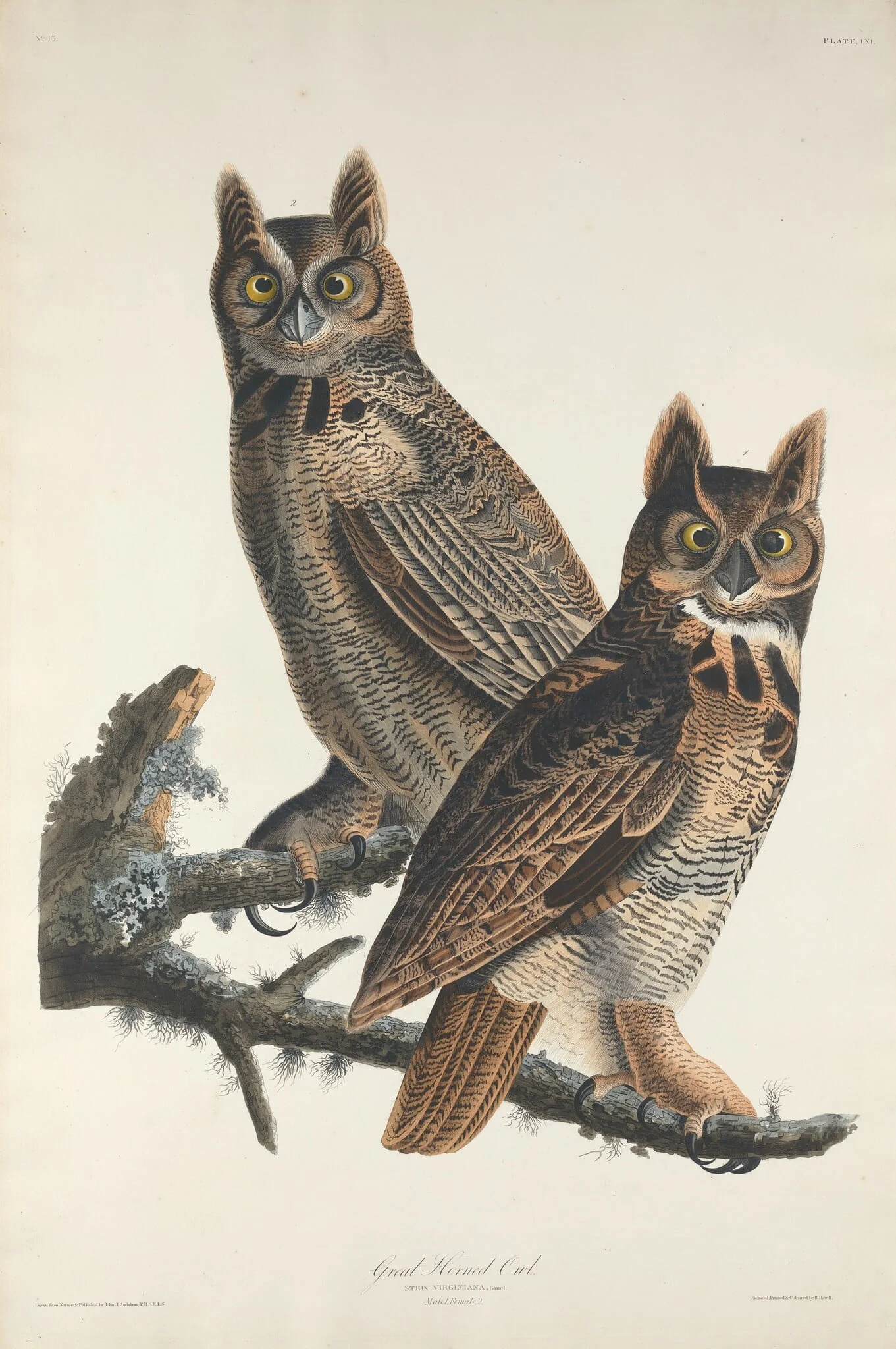 Great Horned Owl, detail