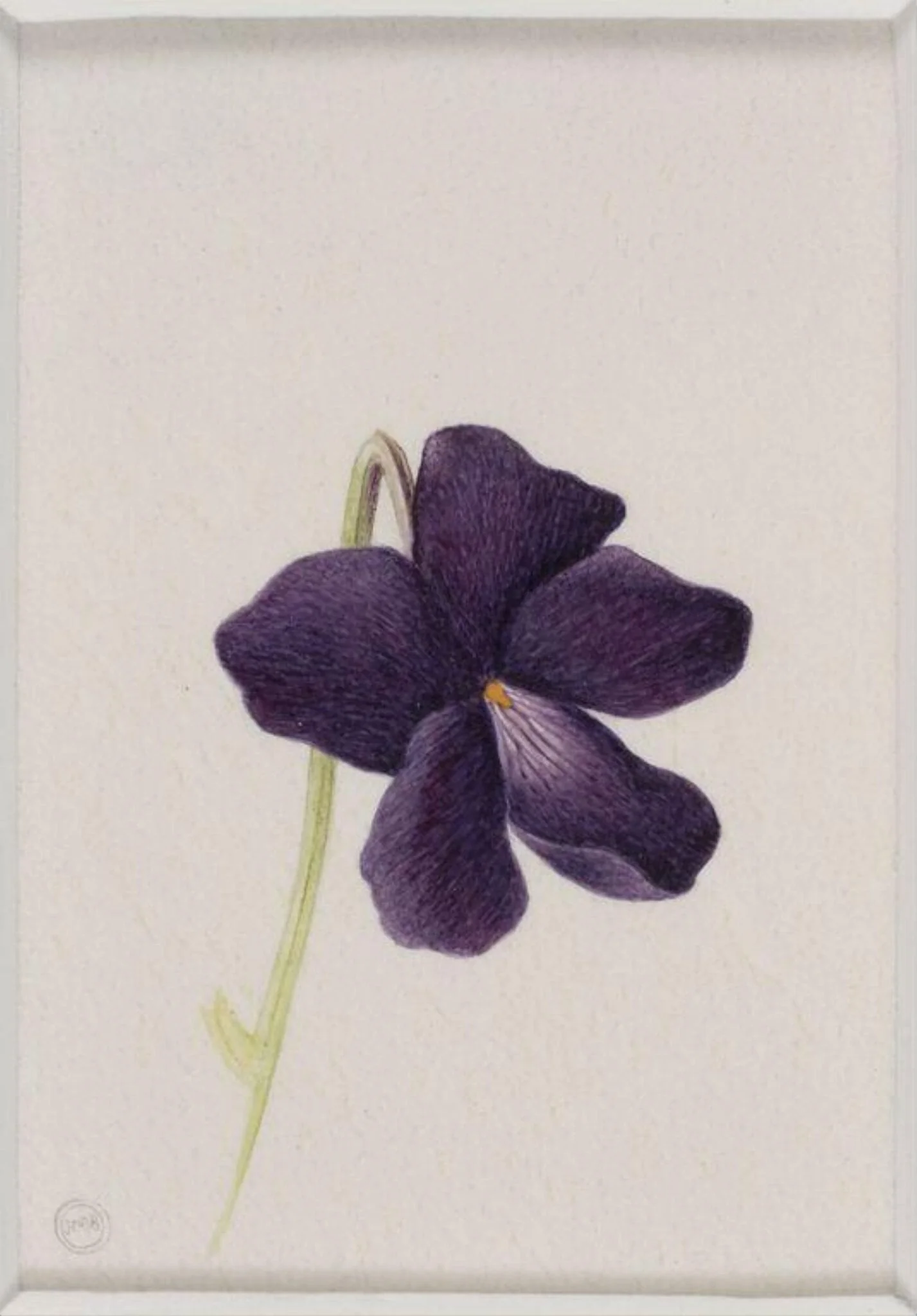 Wild Violet, detail