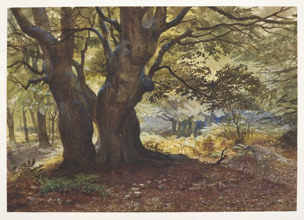 Study of beeches at Epping, by Andrew MacCullum, watercolor, 1858