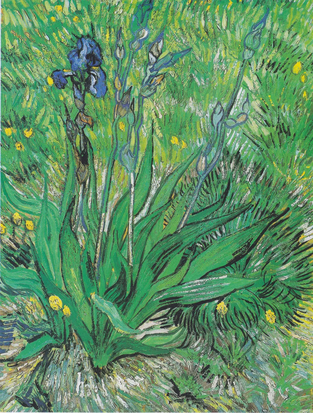 Iris, by Vincent van Gogh, unspecified, 1889