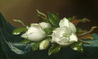 Magnolias on Light Blue Velvet Cloth, by Martin Johnson Heade, oil, 1893