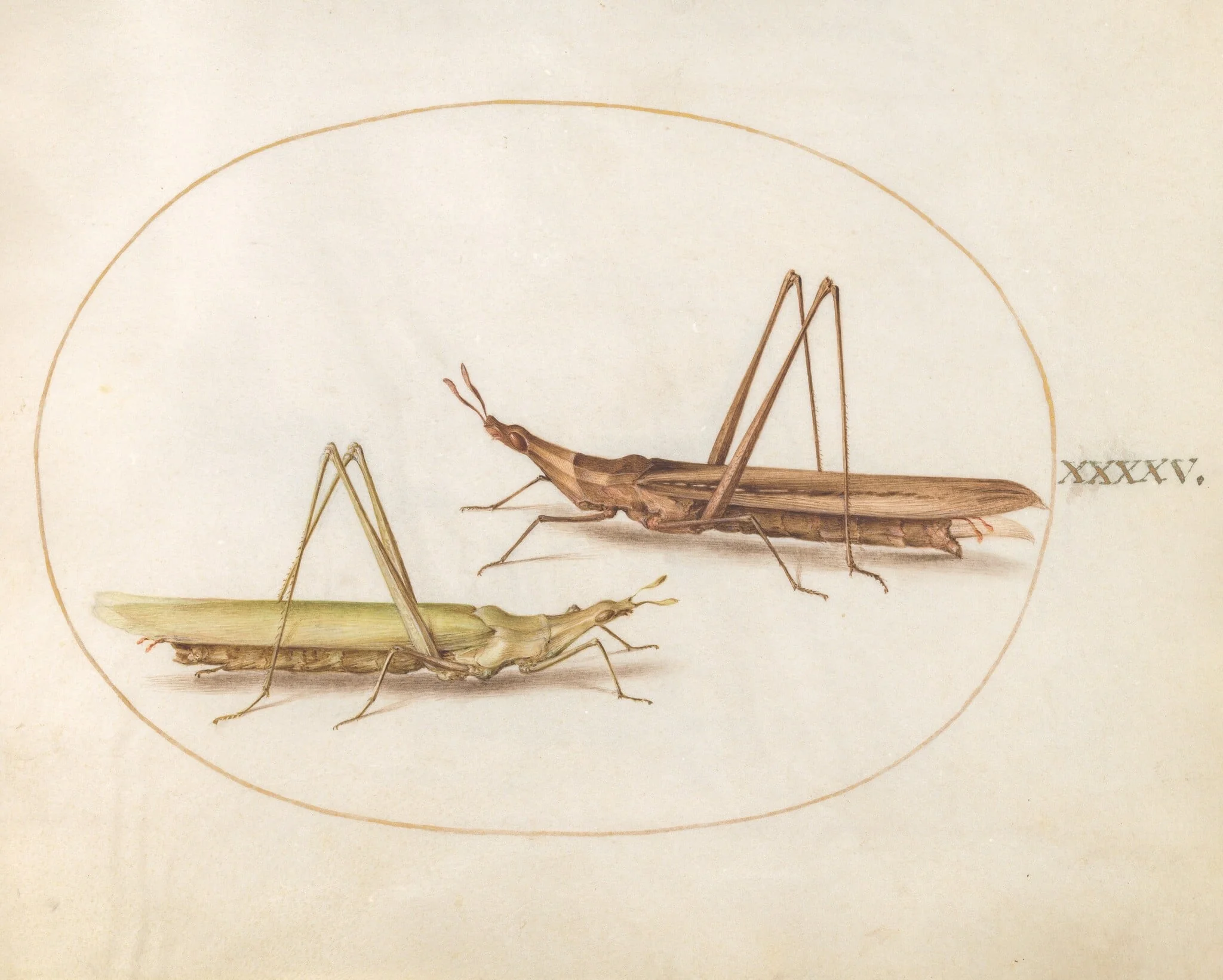 Plate 45: Two Long-Headed Grasshoppers(?), detail