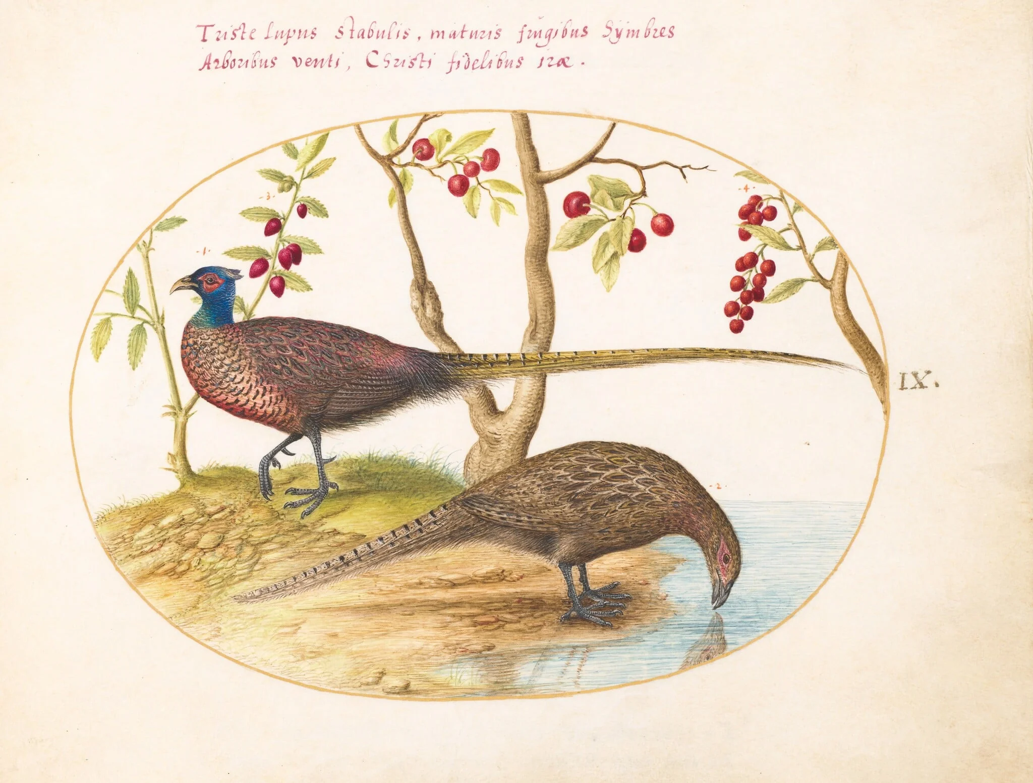 Plate 9: Two Pheasants with Fruiting Plants, detail