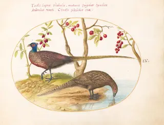 Plate 9: Two Pheasants with Fruiting Plants, by Joris Hoefnagel, gouache, 1594