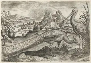 Peacock and Stork, by Adriaen Collaert, ink, 1600