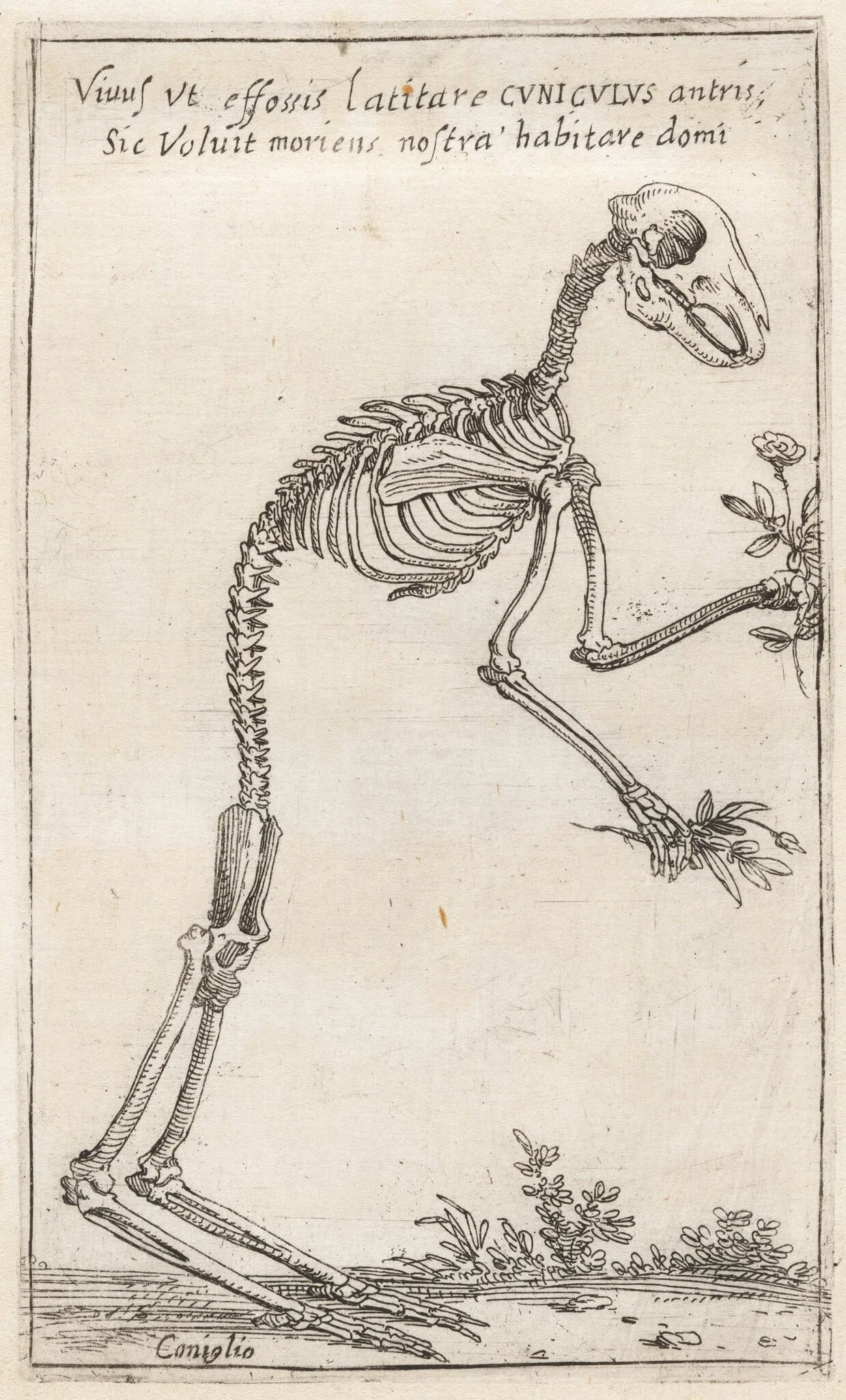Skeleton of a Rabbit, detail