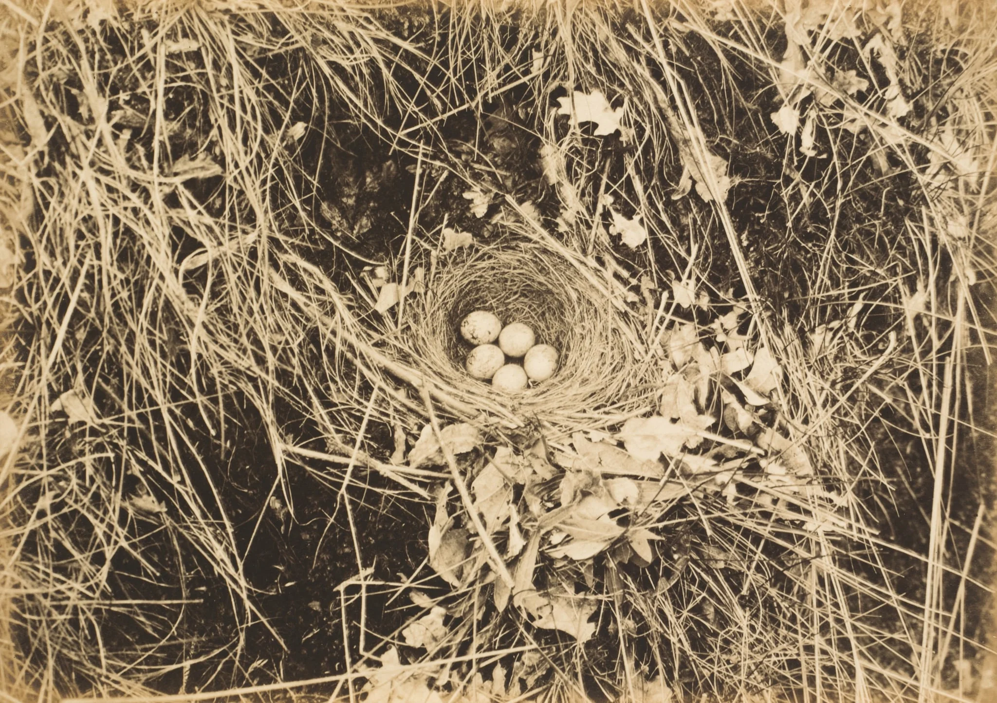 Yellowhammer Nest with Eggs, detail