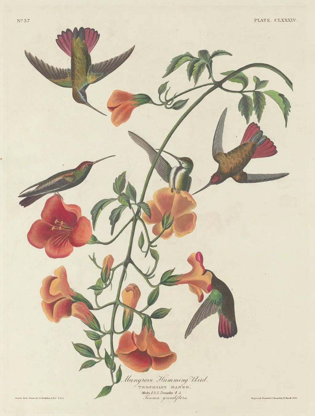 Mangrove Humming Bird, by Havell, Jr., Robert, ink, 1834