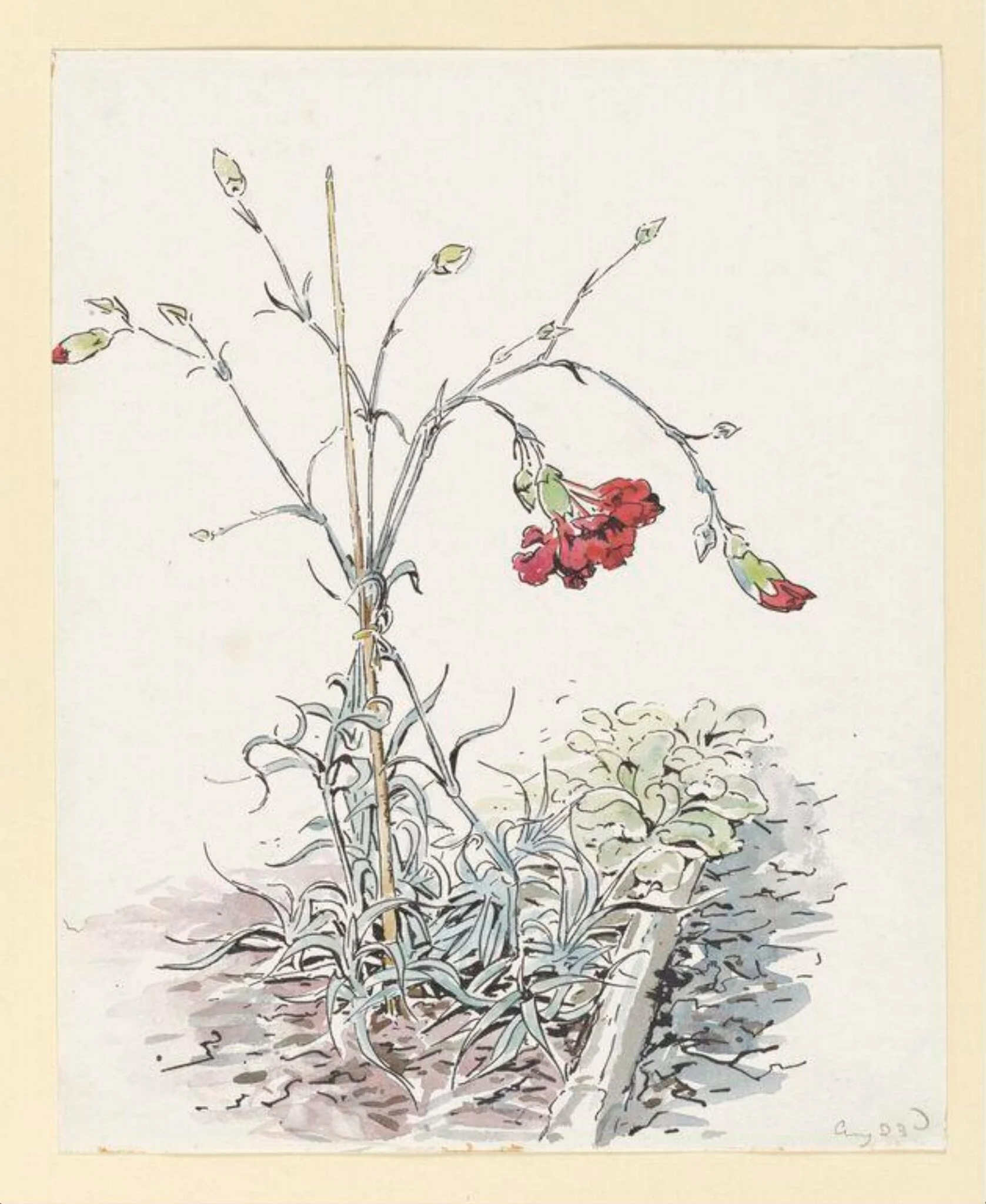Carnations, detail