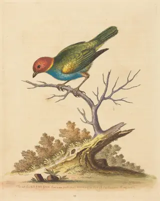 The Red-Headed Finch from Surinam, by George Edwards, ink, 1741