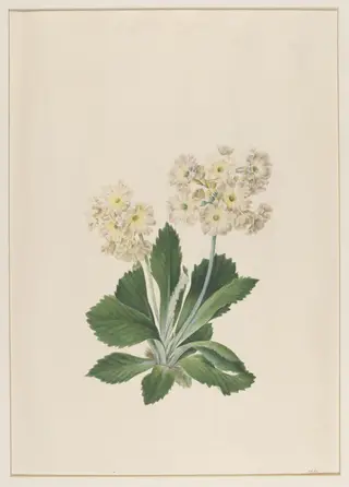 Primula Auricula, by Johann Knapp, watercolor