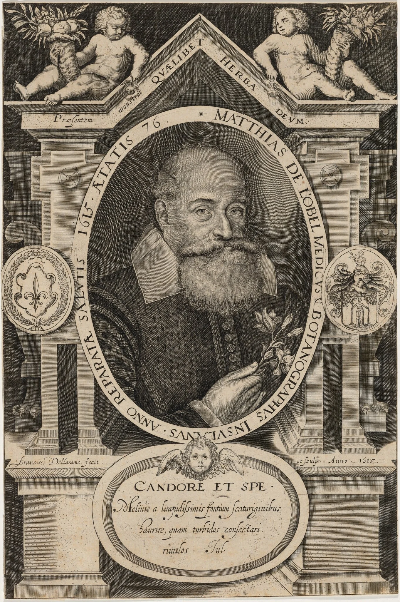Matthias de L'Obel, detail
