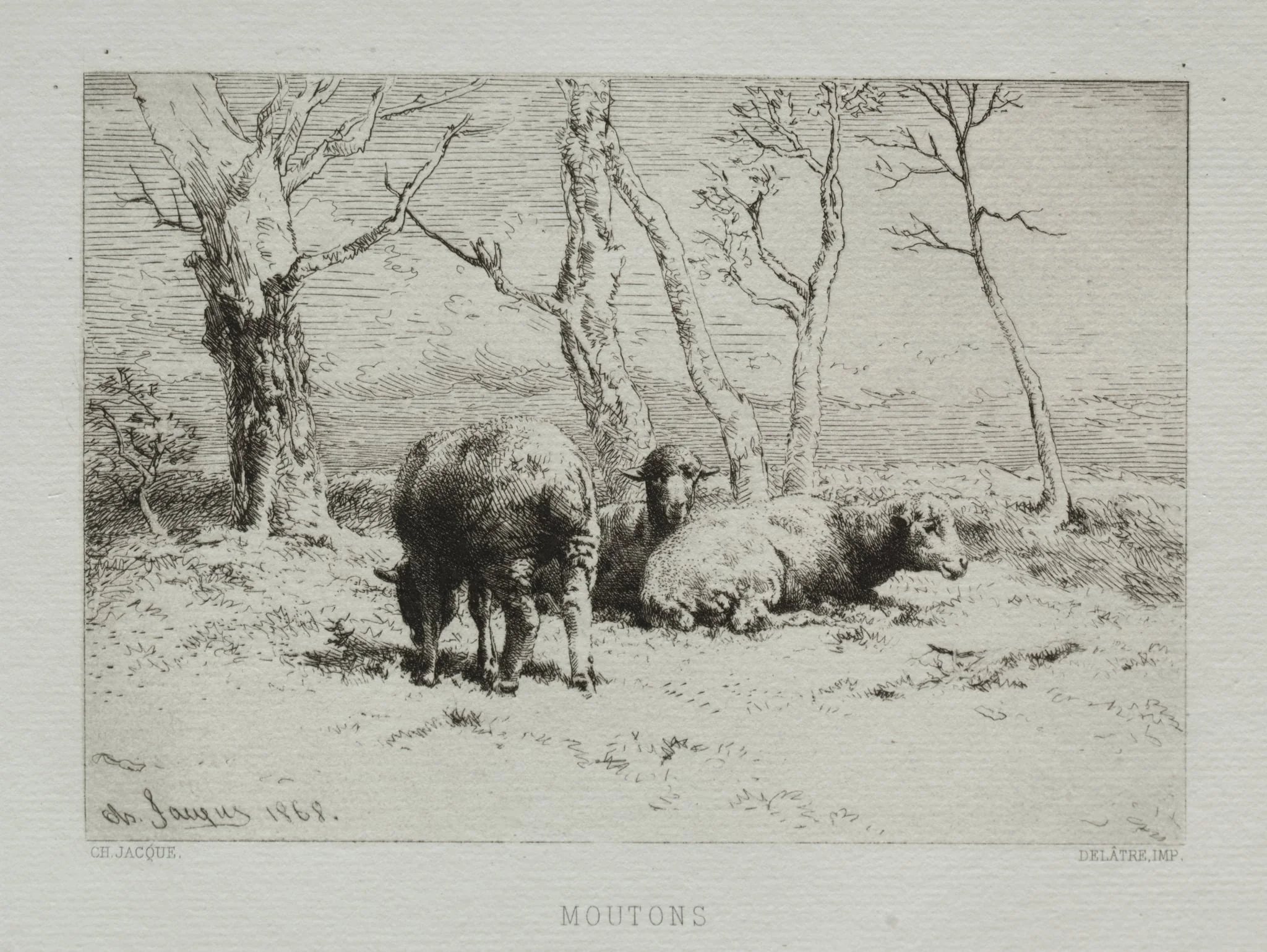 Sheep, detail