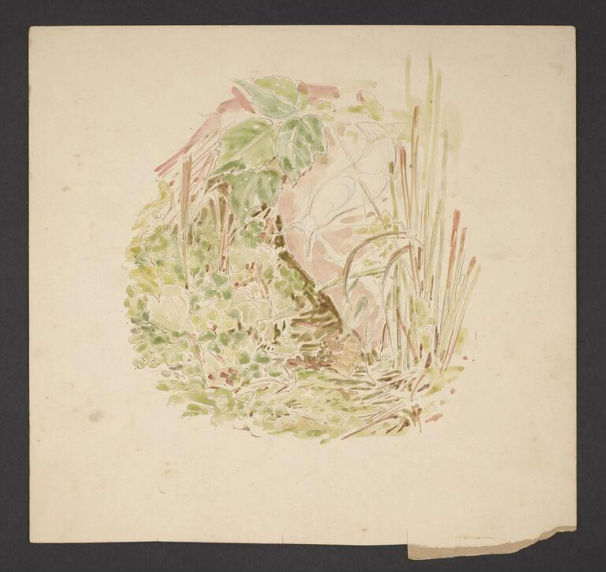 Study of undergrowth with grasses, clover and a snail, detail