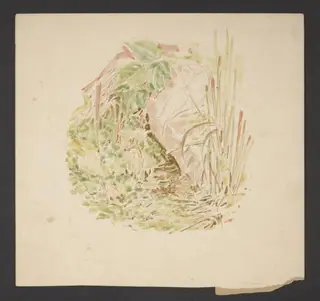 Study of undergrowth with grasses, clover and a snail, by Beatrix Potter, watercolor, 1902