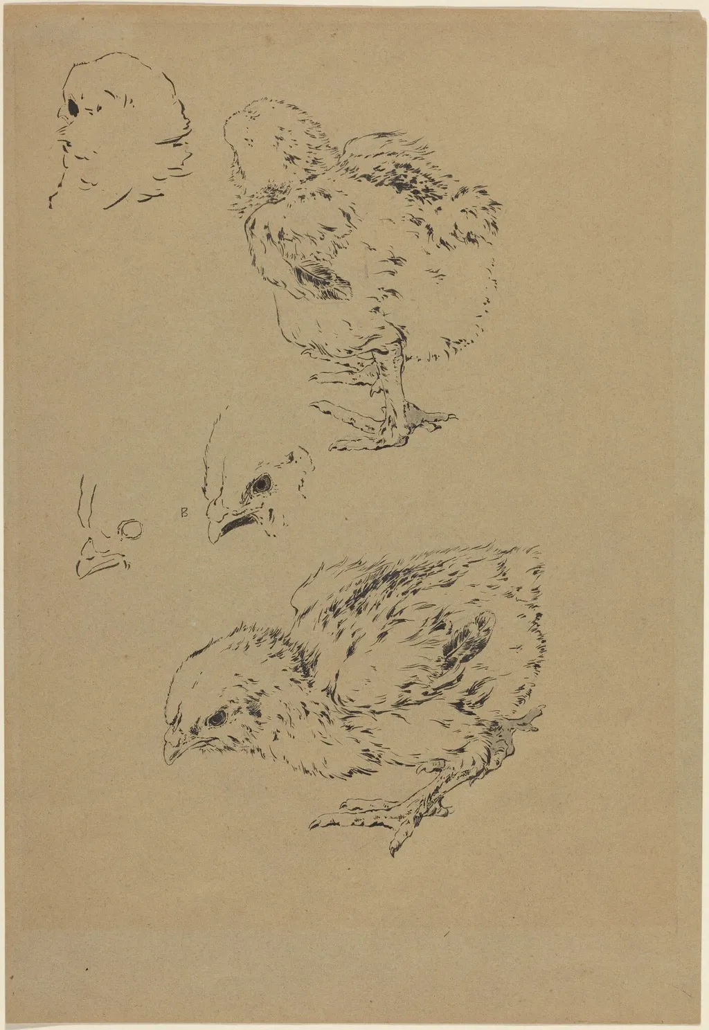 Chicks, by Félix Bracquemond, ink, 1874