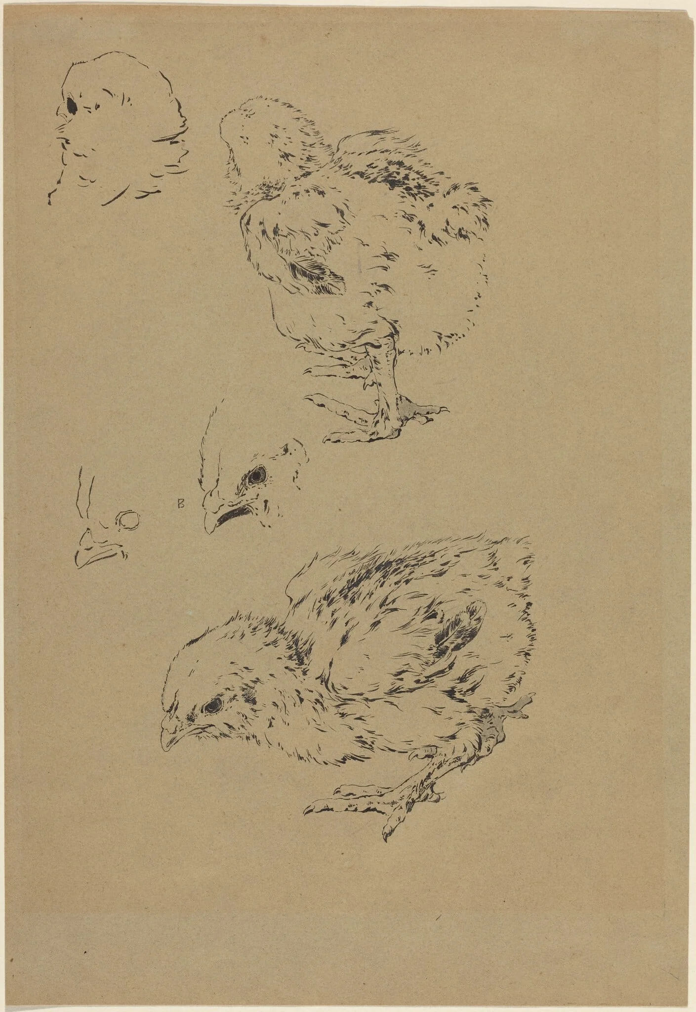 Chicks, detail