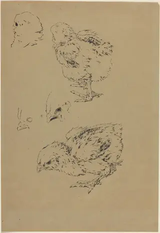 Chicks, by Félix Bracquemond, ink, 1874