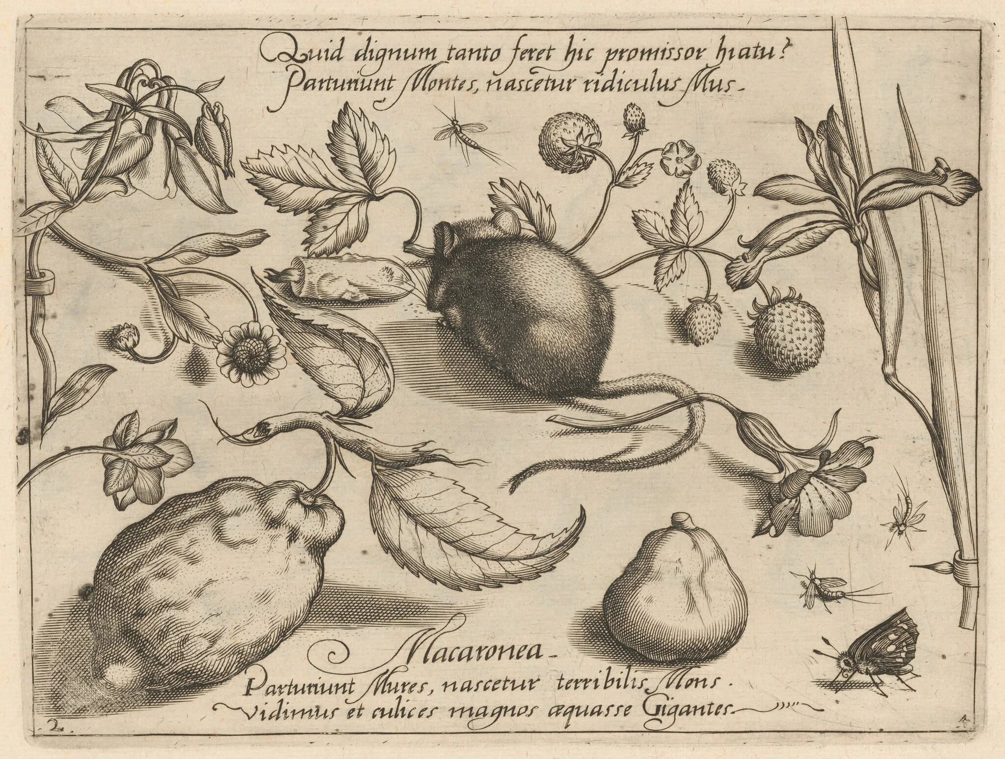 Archetypa studiaque patris Georgii Hoefnagelii [Part 4, Plate 2], detail